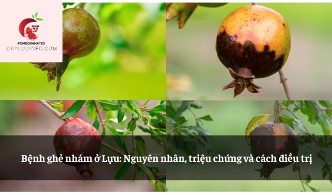 Bệnh ghẻ nhám ở Lựu: Nguyên nhân, triệu chứng và cách điều trị