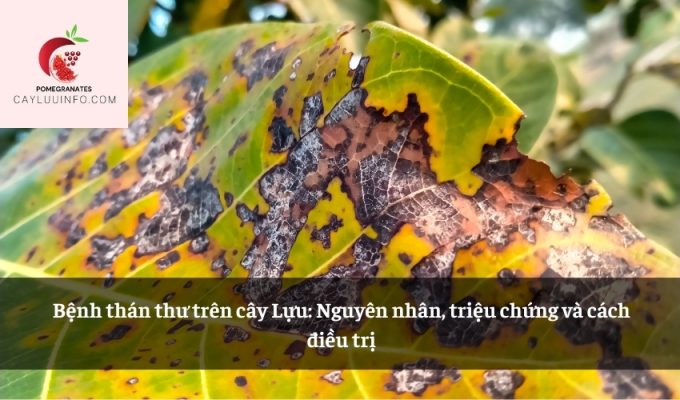 Bệnh thán thư trên cây Lựu: Nguyên nhân, triệu chứng và cách điều trị