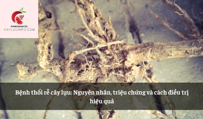 Bệnh thối rễ cây lựu: Nguyên nhân, triệu chứng và cách điều trị hiệu quả