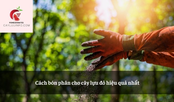 Cách bón phân cho cây lựu đỏ hiệu quả nhất