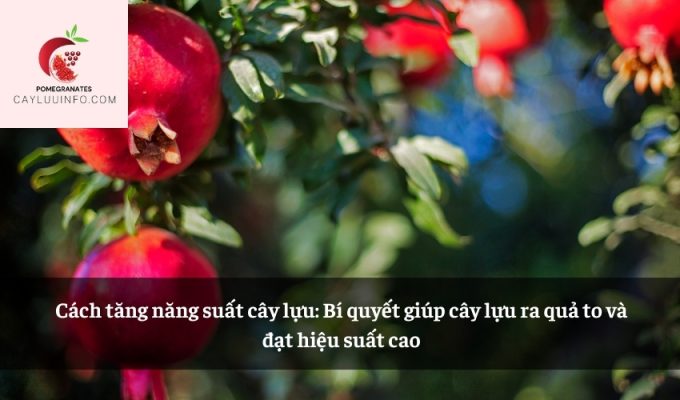 Cách tăng năng suất cây lựu: Bí quyết giúp cây lựu ra quả to và đạt hiệu suất cao