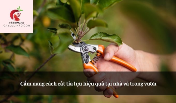 Cẩm nang cách cắt tỉa lựu hiệu quả tại nhà và trong vườn