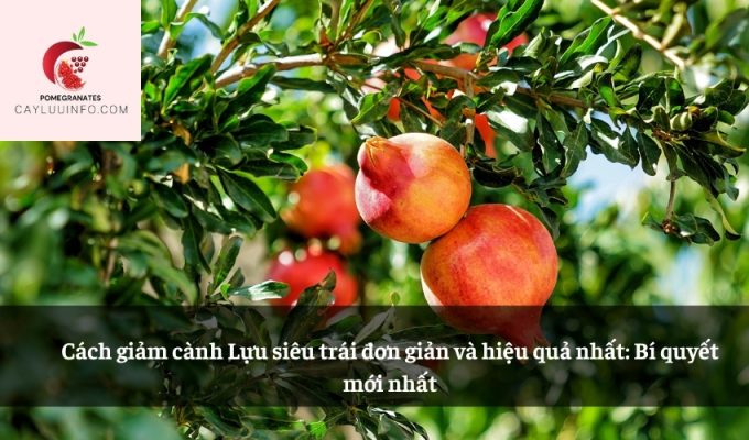 Cách giảm cành Lựu siêu trái đơn giản và hiệu quả nhất: Bí quyết mới nhất