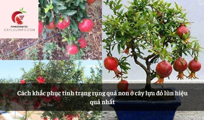 Cách khắc phục tình trạng rụng quả non ở cây lựu đỏ lùn hiệu quả nhất