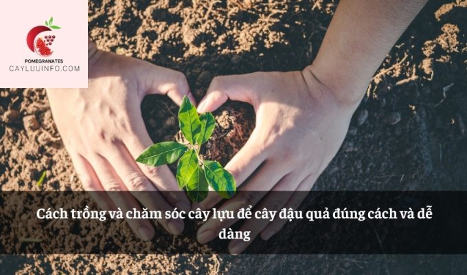 Cách trồng và chăm sóc cây lựu để cây đậu quả đúng cách và dễ dàng