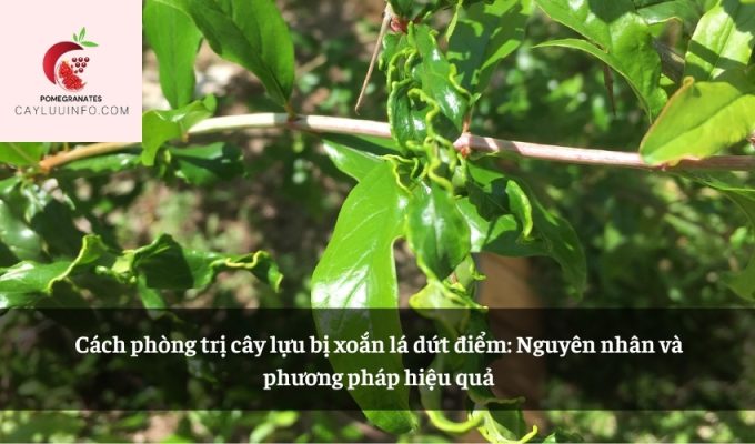 Cách phòng trị cây lựu bị xoắn lá dứt điểm: Nguyên nhân và phương pháp hiệu quả