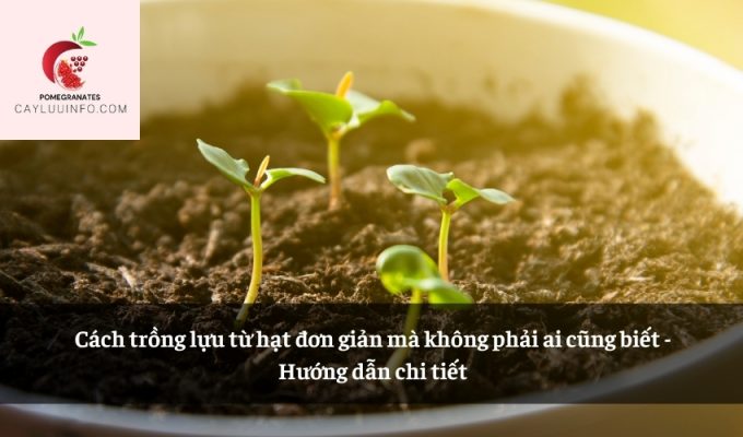 Cách trồng lựu từ hạt đơn giản mà không phải ai cũng biết - Hướng dẫn chi tiết