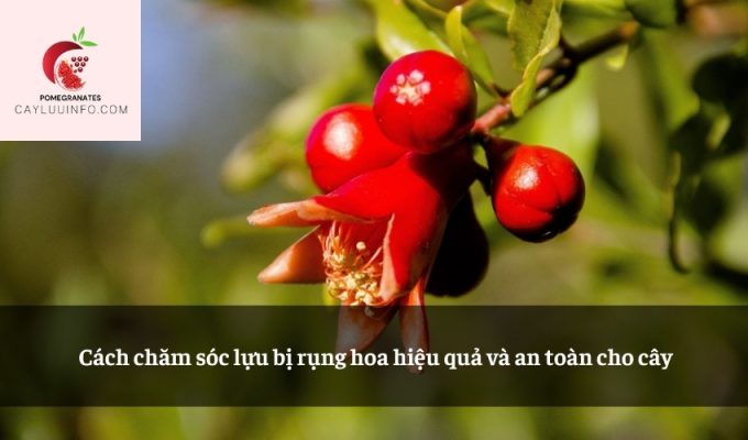 Cách chăm sóc lựu bị rụng hoa hiệu quả và an toàn cho cây