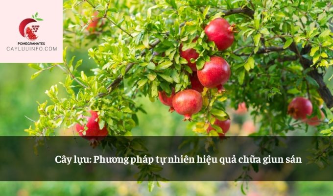 Cây lựu: Phương pháp tự nhiên hiệu quả chữa giun sán