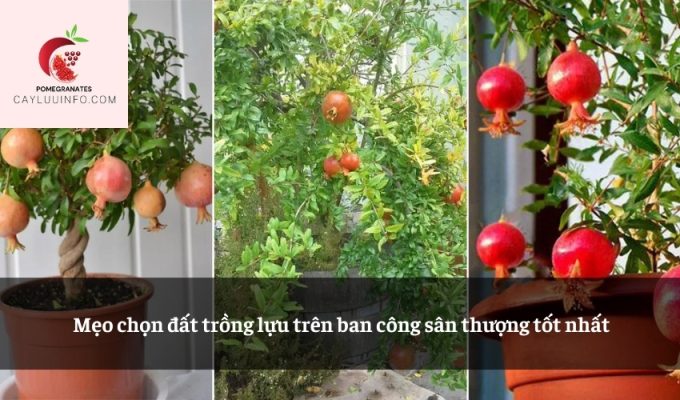 Mẹo chọn đất trồng lựu trên ban công sân thượng tốt nhất