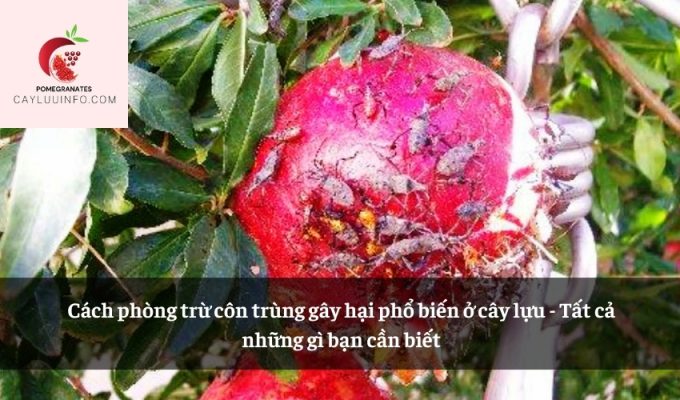 Cách phòng trừ côn trùng gây hại phổ biến ở cây lựu - Tất cả những gì bạn cần biết