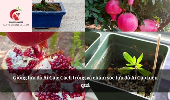 Giống lựu đỏ Ai Cập: Cách trồng và chăm sóc lựu đỏ Ai Cập hiệu quả