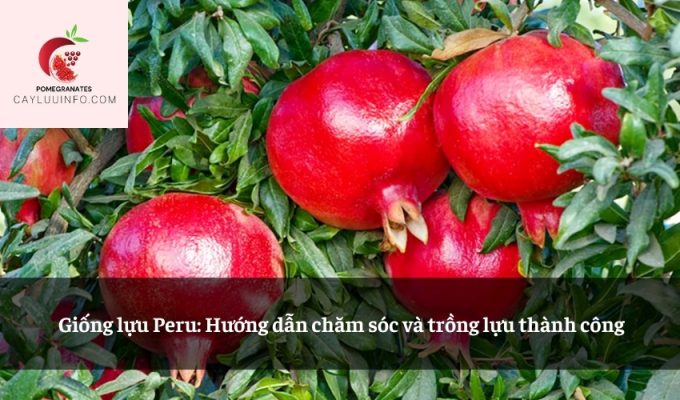 Giống lựu Peru: Hướng dẫn chăm sóc và trồng lựu thành công