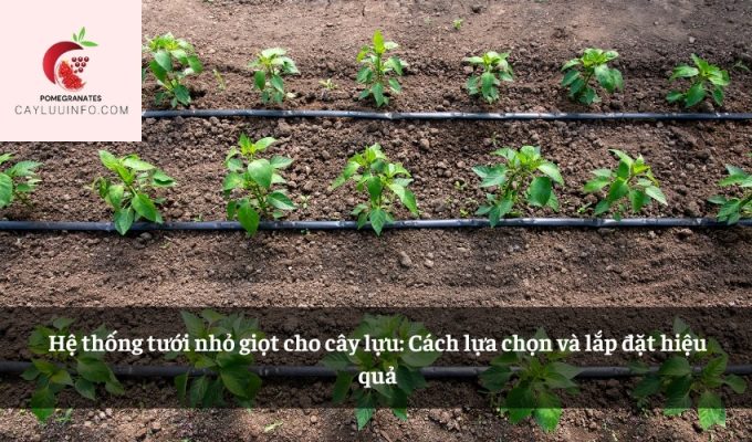 Hệ thống tưới nhỏ giọt cho cây lựu: Cách lựa chọn và lắp đặt hiệu quả