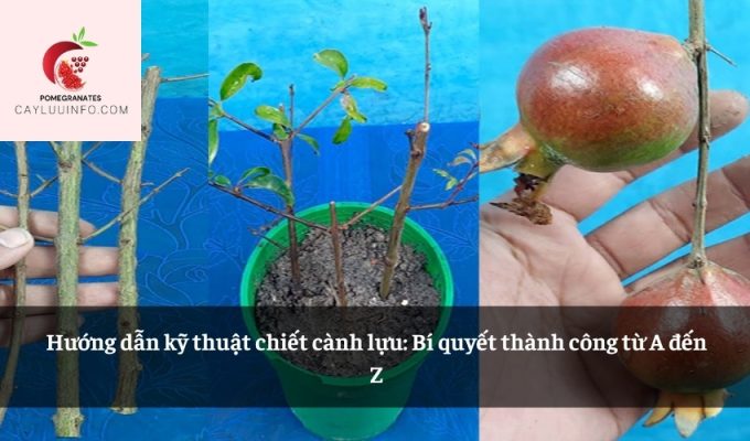 Hướng dẫn kỹ thuật chiết cành lựu: Bí quyết thành công từ A đến Z