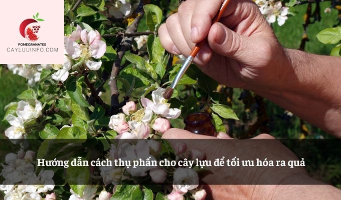 Hướng dẫn cách thụ phấn cho cây lựu để tối ưu hóa ra quả