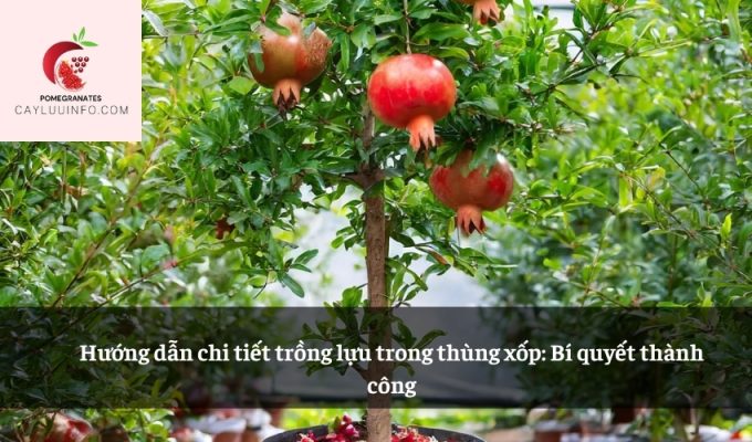 Hướng dẫn chi tiết trồng lựu trong thùng xốp: Bí quyết thành công