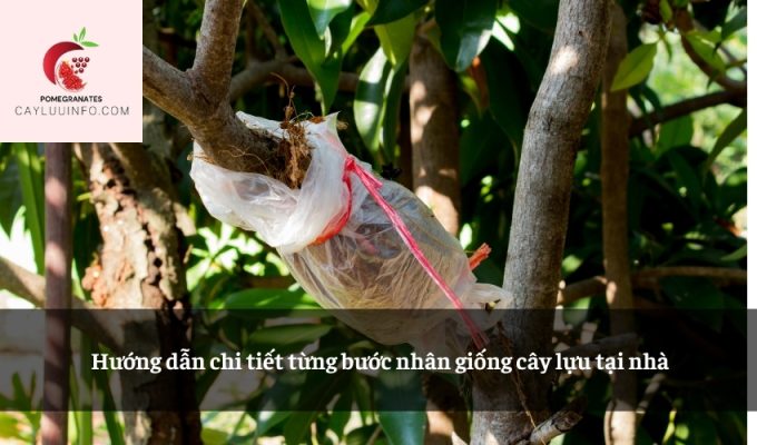 Hướng dẫn chi tiết từng bước nhân giống cây lựu tại nhà