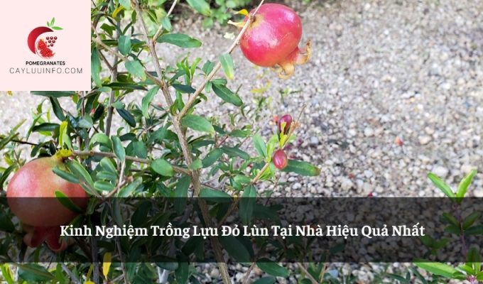 Kinh Nghiệm Trồng Lựu Đỏ Lùn Tại Nhà Hiệu Quả Nhất