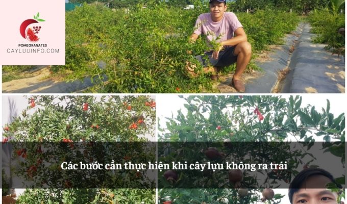 Các bước cần thực hiện khi cây lựu không ra trái