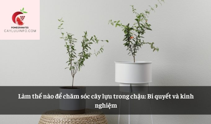 Làm thế nào để chăm sóc cây lựu trong chậu: Bí quyết và kinh nghiệm