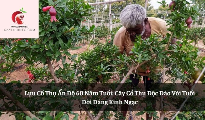 Lựu Cổ Thụ Ấn Độ 60 Năm Tuổi: Cây Cổ Thụ Độc Đáo Với Tuổi Đời Đáng Kinh Ngạc