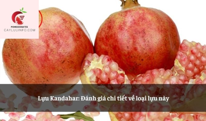 Lựu Kandahar: Đánh giá chi tiết về loại lựu này