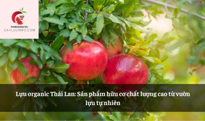 Lựu organic Thái Lan: Sản phẩm hữu cơ chất lượng cao từ vườn lựu tự nhiên