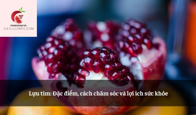 Lựu tím: Đặc điểm, cách chăm sóc và lợi ích sức khỏe