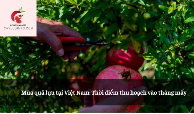 Mùa quả lựu tại Việt Nam: Thời điểm thu hoạch vào tháng mấy