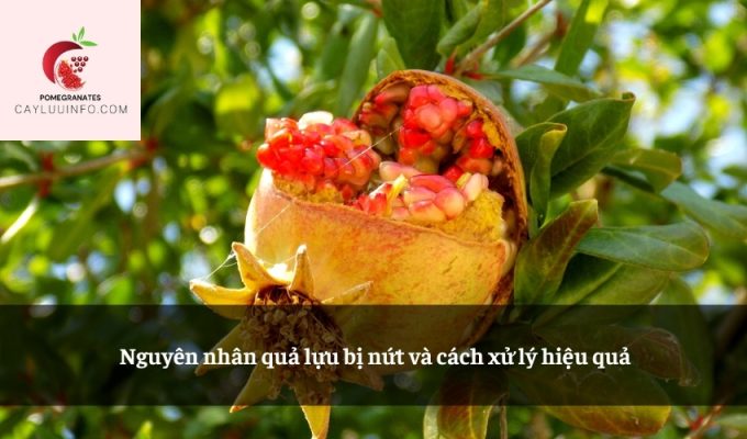 Nguyên nhân quả lựu bị nứt và cách xử lý hiệu quả