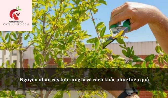 Nguyên nhân cây lựu rụng lá và cách khắc phục hiệu quả