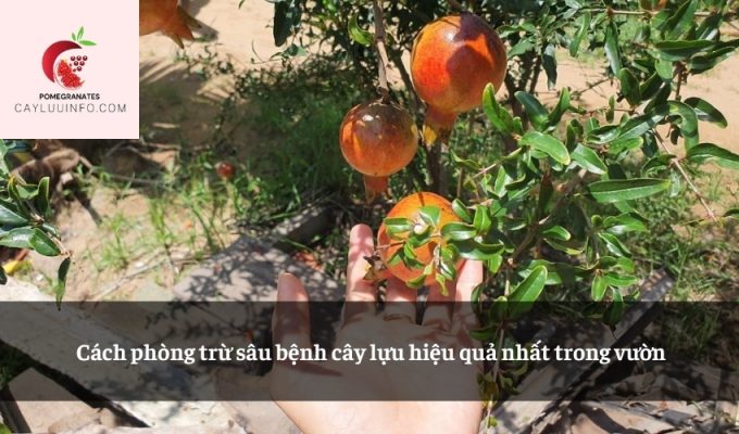 Cách phòng trừ sâu bệnh cây lựu hiệu quả nhất trong vườn