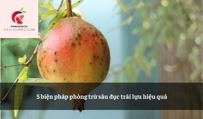 5 biện pháp phòng trừ sâu đục trái lựu hiệu quả