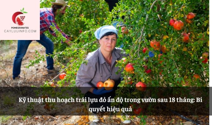 Kỹ thuật thu hoạch trái lựu đỏ ấn độ trong vườn sau 18 tháng: Bí quyết hiệu quả