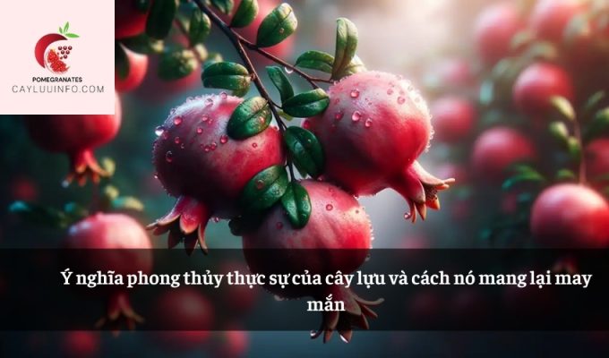 Ý nghĩa phong thủy thực sự của cây lựu và cách nó mang lại may mắn